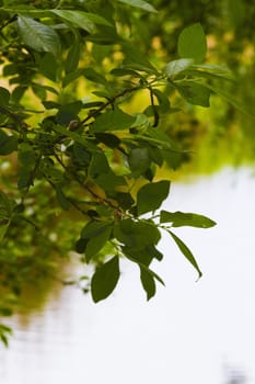 leaves over still water