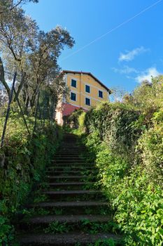 typical Ligurian narrow street between walls and olive trees