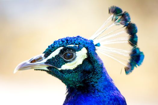 Blue peafowl with beautiful crest on the head