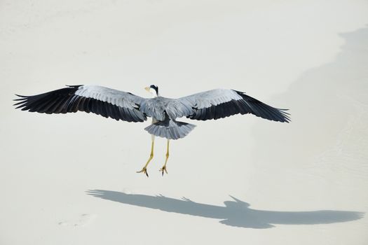 Heron at the beach on Maldivian island