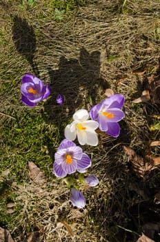 evening shadows fall from crocus saffron spring flower blooms. small blue white seasonal beauty.