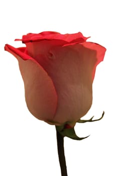 Close-up image of a red rose flower.