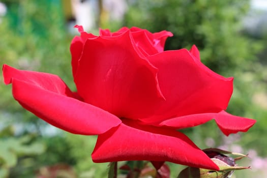 Close-up image of a red flower.