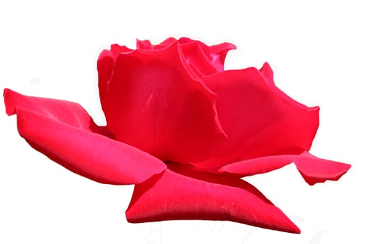 Close-up image of a red flower on a white background.