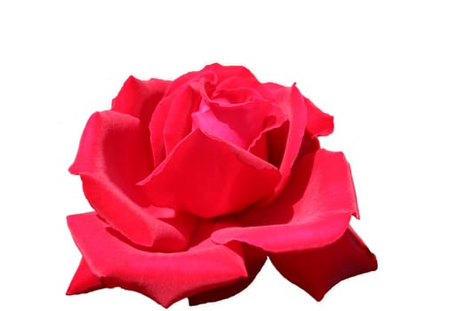 Close-up image of a red flower on a white background.