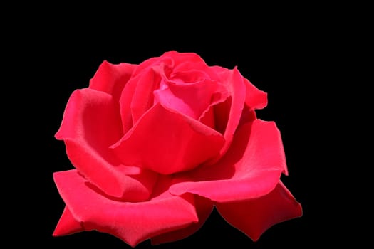 Close-up image of a red flower on a white background.