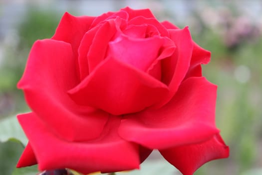 The red rose, flower, nature.