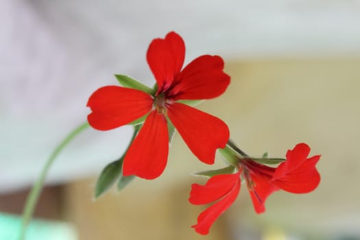 Close-up image of a red flower.