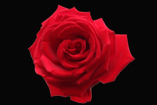 Close-up image of a red rose flower.
