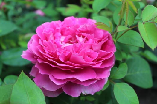 Violet-pink clematis, flower, nature.