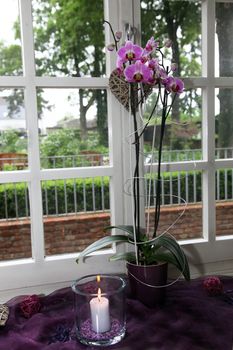 Beautiful purple Phalaenopsis orchid growing in a pot displayed in front of a window with a burning candle as a celebration of a special event