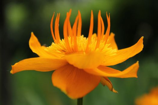 Close-up of orange flower resembling flames.