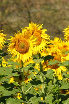 sunflowers, yellow, vibrant, sunny, sunflower, sky, scene, rural, prato, plantation, plant, panorama, overcast, outside, nature, growth, green, flower, field, farm, earth, culture, country, clear, bright, blue, agriculture