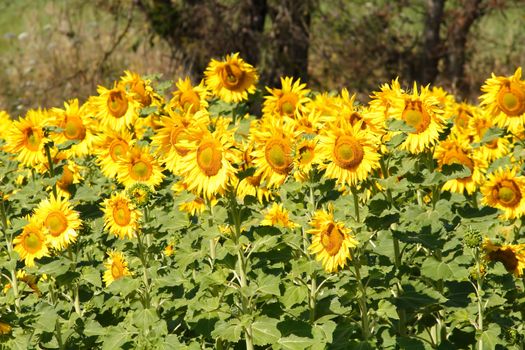 sunflowers, yellow, vibrant, sunny, sunflower, sky, scene, rural, prato, plantation, plant, panorama, overcast, outside, nature, growth, green, flower, field, farm, earth, culture, country, clear, bright, blue, agriculture,