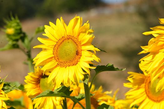 sunflowers, yellow, vibrant, sunny, sunflower, sky, scene, rural, prato, plantation, plant, panorama, overcast, outside, nature, growth, green, flower, field, farm, earth, culture, country, clear, bright, blue, agriculture,