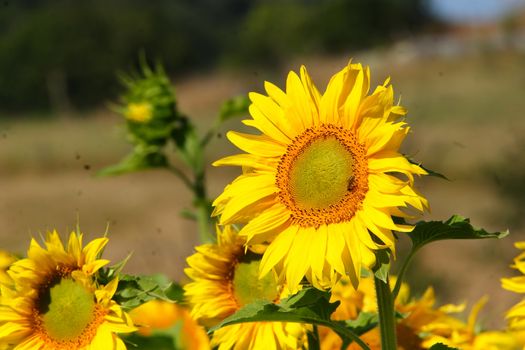 sunflowers, yellow, vibrant, sunny, sunflower, sky, scene, rural, prato, plantation, plant, panorama, overcast, outside, nature, growth, green, flower, field, farm, earth, culture, country, clear, bright, blue, agriculture,