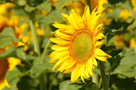 sunflowers, yellow, vibrant, sunny, sunflower, sky, scene, rural, prato, plantation, plant, panorama, overcast, outside, nature, growth, green, flower, field, farm, earth, culture, country, clear, bright, blue, agriculture,