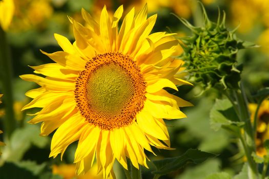 sunflowers, yellow, vibrant, sunny, sunflower, sky, scene, rural, prato, plantation, plant, panorama, overcast, outside, nature, growth, green, flower, field, farm, earth, culture, country, clear, bright, blue, agriculture,