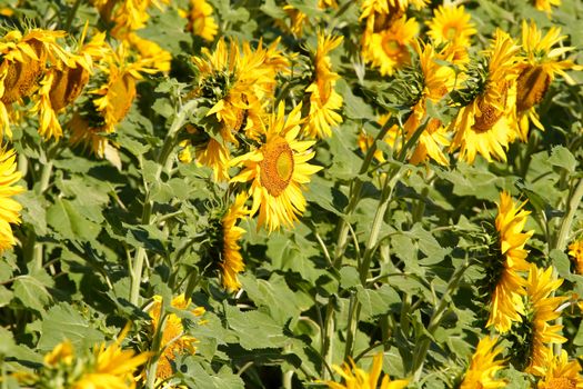 sunflowers, yellow, vibrant, sunny, sunflower, sky, scene, rural, prato, plantation, plant, panorama, overcast, outside, nature, growth, green, flower, field, farm, earth, culture, country, clear, bright, blue, agriculture,