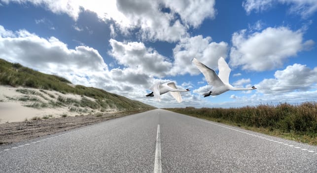Two mute swans fly over an endless road to the dunes.