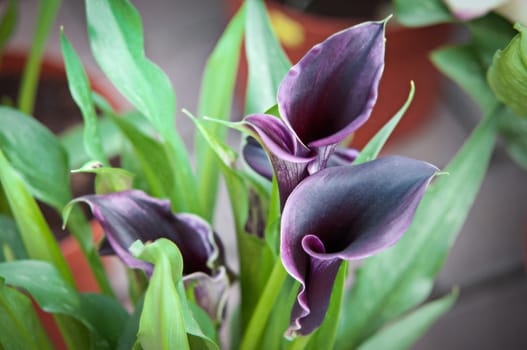 Blooming Flowers black calla lilies with green leaves .