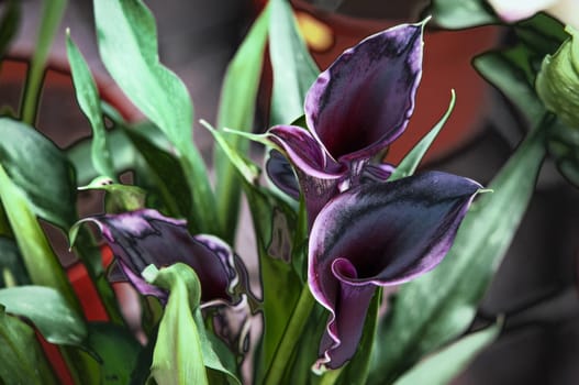 Blooming Flowers black calla lilies with green leaves .