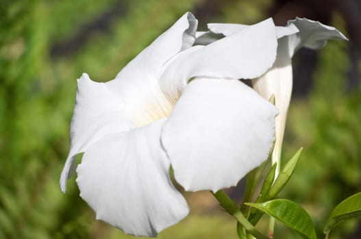 White blooming flower Petunia growing in the garden