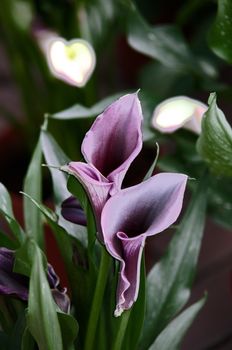 Blooming Flowers black calla lilies with green leaves .