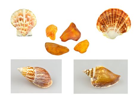 A collage of shells, snails and amber.