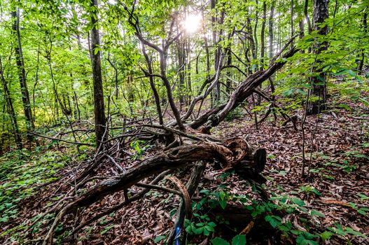 things you find on a hiking trail in state park