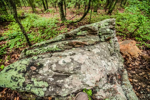 things you find on a hiking trail in state park