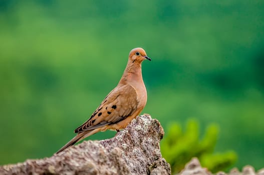 pigeon standing on a rock cliff in the wild