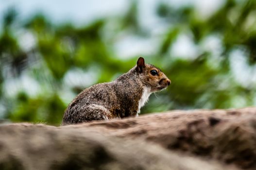 squirrel in the wilderness in the north carolina mountains