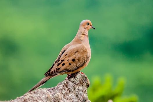 pigeon standing on a rock cliff in the wild