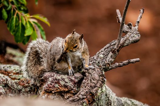 squirrel in the wilderness in the north carolina mountains