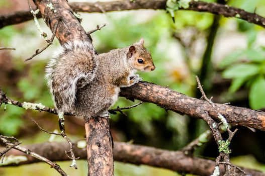 squirrel in the wilderness in the north carolina mountains