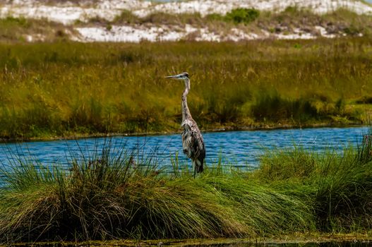 great blue heron poses in florida wetlands