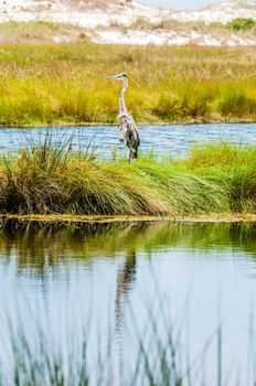 great blue heron poses in florida wetlands