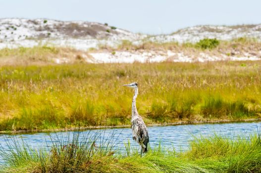 great blue heron poses in florida wetlands