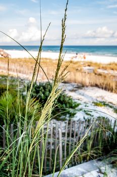 desting florida ocean environment on gulf of mexico