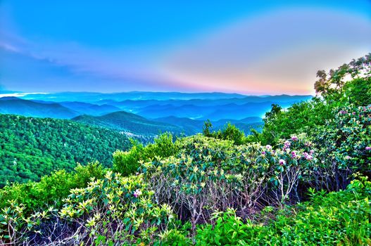 early morning nature on blue ridge parkway