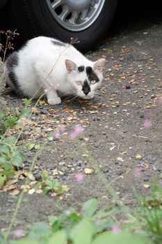 Stray cat in white and blank spot eat food then look at you in outside.