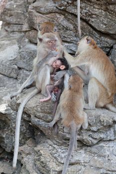 family of monkeys sits on the rock
