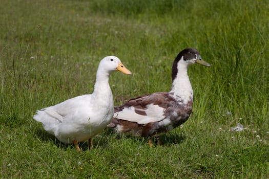 Two Domestic ducks resting in a meadow