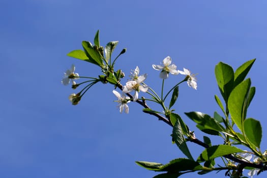 apple tree flowers In the beginning of spring on a background of the blue sky