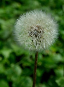 Dandelion