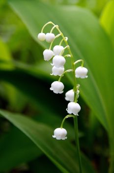 White bell flower