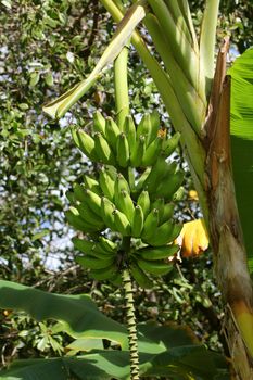 Green bananas on a tree
