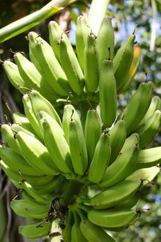 Closeup of a bunch of green bananas on a tree.