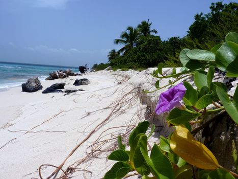 Tropical beach, Catalina Island in Dominican Republic